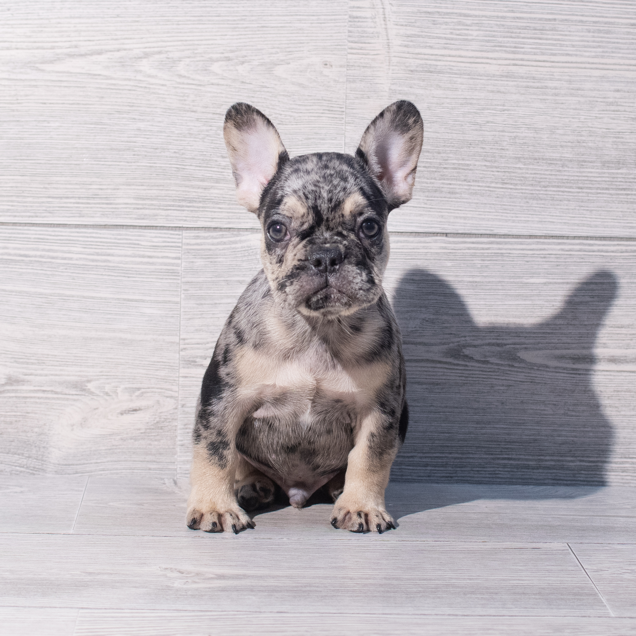 French Bulldog (M) 1952 Image #1