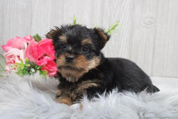 Silky Terrier (M) 1968 Image #2