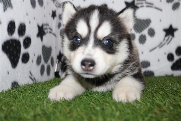 Siberian Husky (M) 5360 Image #1