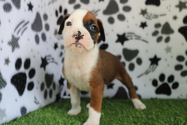 Boxer (F) 5357 Image #2