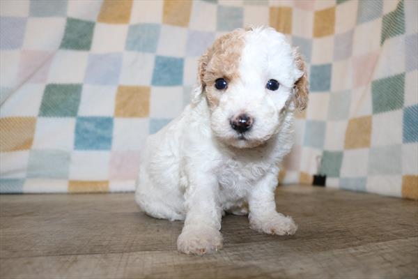 Poochon (F) 5348 Image #2