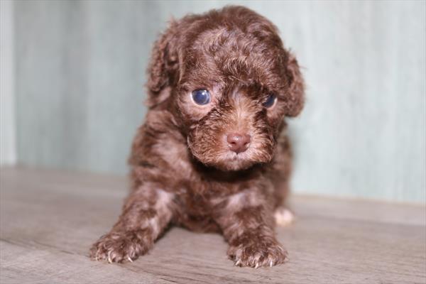 Poodle (M) 1958 Image #2