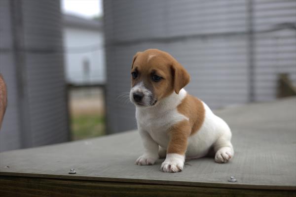 Jack Russell Terrier (M) 1974 Image #2