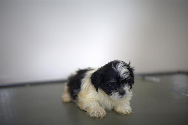 Lhasa Apso (M) 5351 Image #2