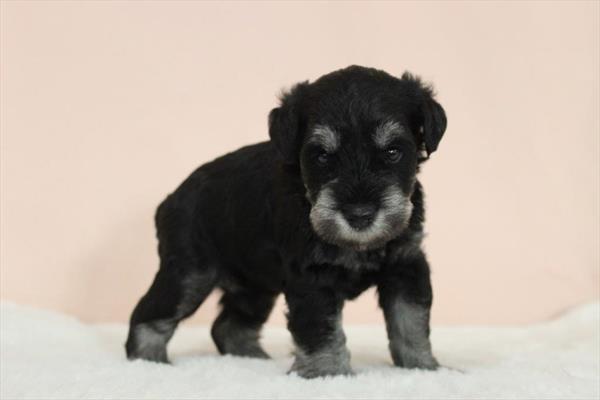 Miniature Schnauzer (M) 5362 Image #2
