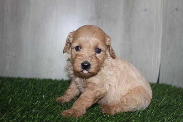 Goldendoodle Mini F1b (F) 5359 Image #2
