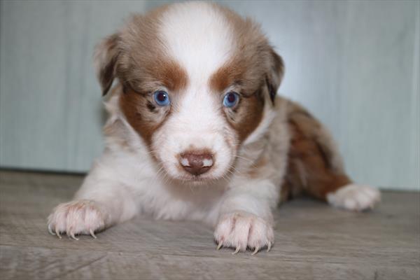 Miniature Australian Shepherd (F) 5347 Image #2