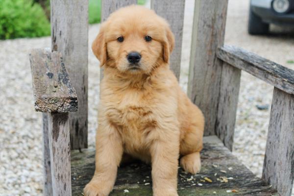 Golden Retriever (F) 5350 Image #2
