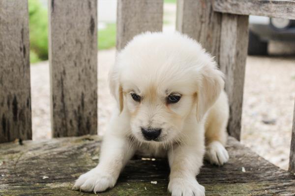 Golden Retriever (M) 5368 Image #2