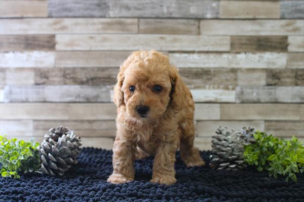 Poodle Mini (M) 5353 Image #2