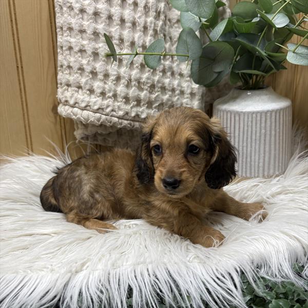 Dachshund (M) 1963 Image #2