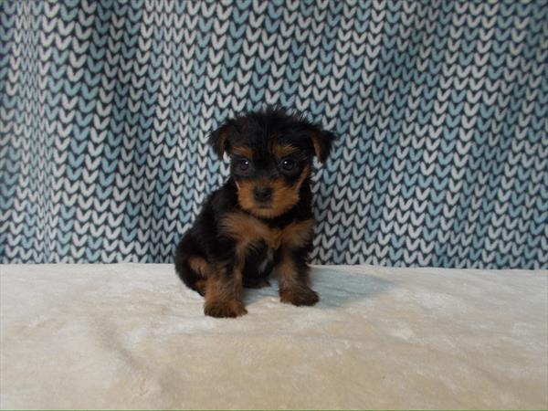 Yorkshire Terrier (M) 5361 Image #2