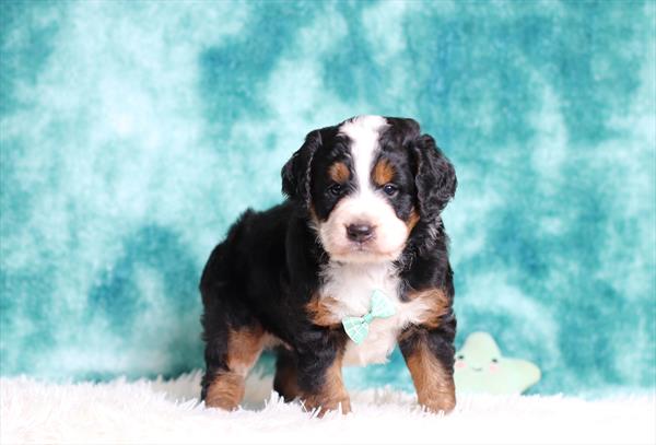 Bernedoodle Mini (M) 5393 Image #2
