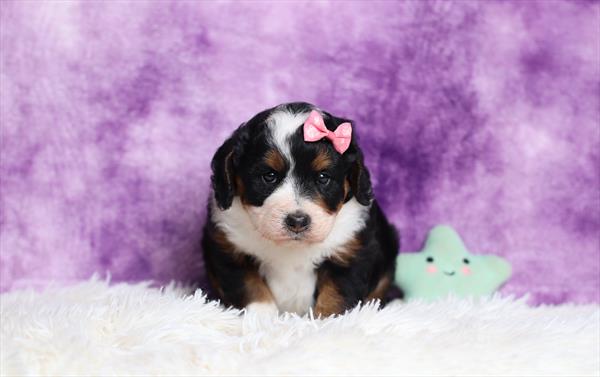 Bernedoodle Mini (F) 1986 Image #2