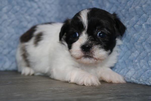 Shih Tzu (M) 1983 Image #2