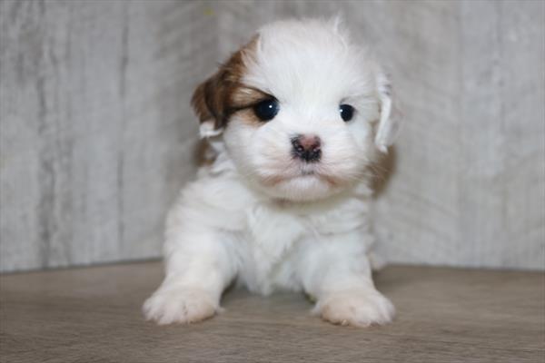 Lhasa Apso (M) 5363 Image #2