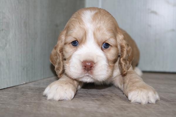 Cocker Spaniel (F) 5379 Image #2