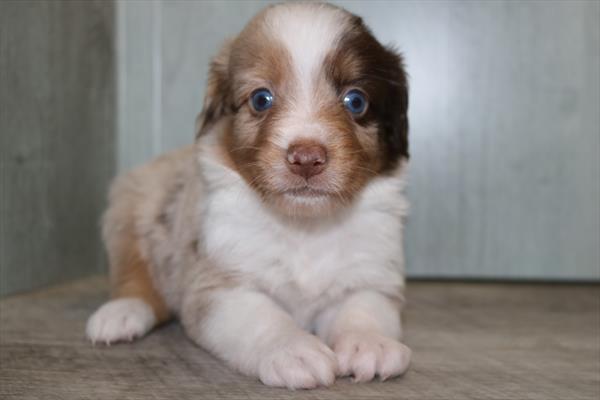 Miniature Australian Shepherd (M) 5380 Image #2