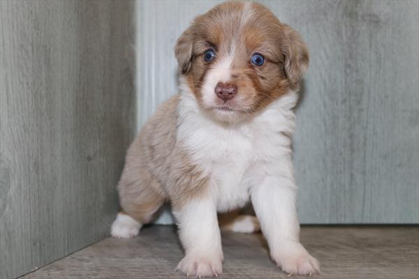 Miniature Australian Shepherd (F) 1982 Image #2