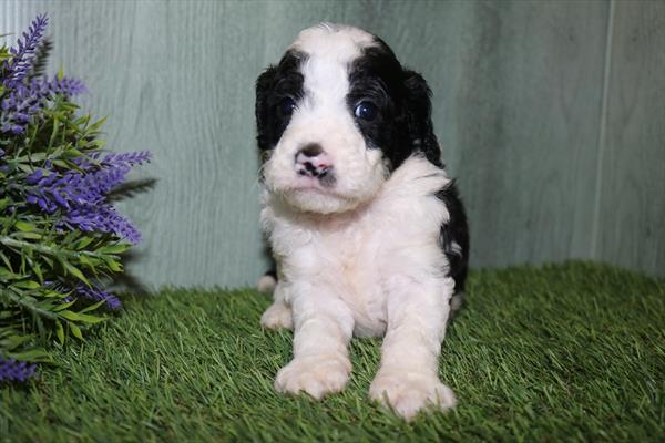 Goldendoodle Mini (M) 5381 Image #2