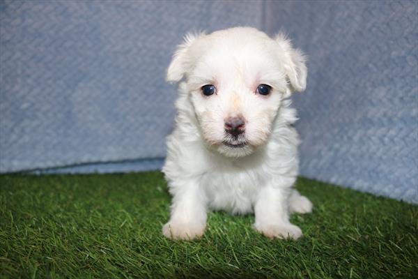 Maltese (M) 5383 Image #2