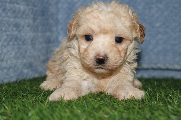 Maltipoo (M) 5400 Image #2