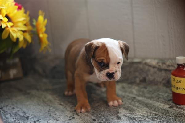 Olde Bulldog (M) 1977 Image #2