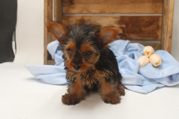 Yorkshire Terrier (F) 5356 Image #2