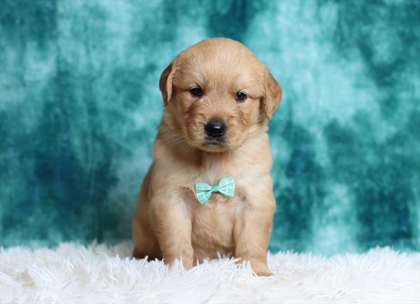 Golden Retriever (M) 5394 Image #2