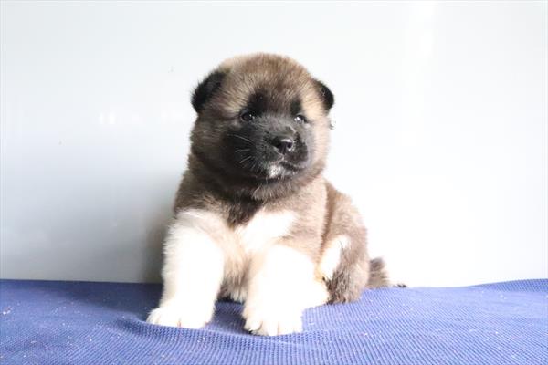 Akita (M) 5382 Image #2