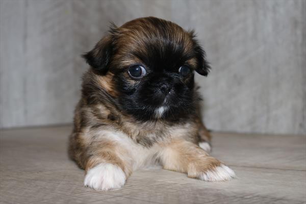 Pekingese (F) 5385 Image #2
