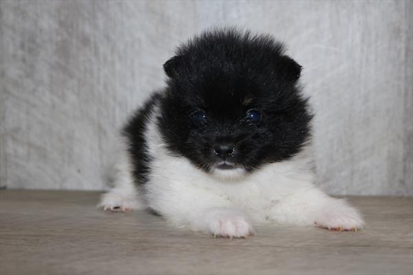 Pomeranian (M) 1984 Image #2