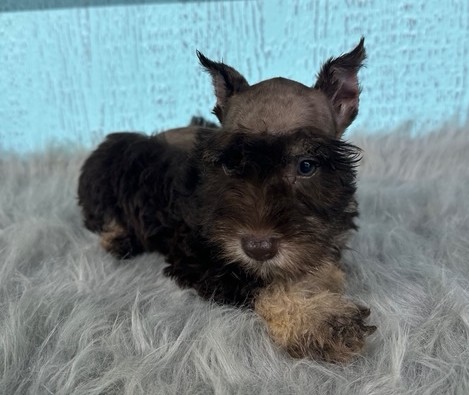 Miniature Schnauzer (M) 1976 Image #2