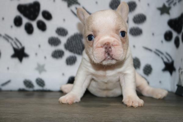French Bulldog (F) 5402 Image #2