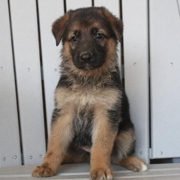 German Shepherd Dog (F) 1992 Image #2
