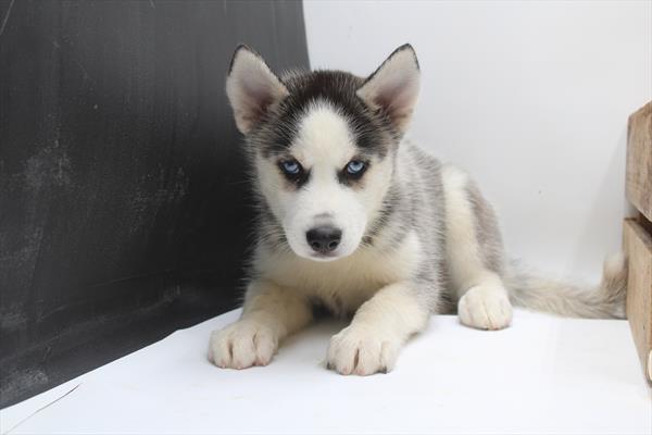 Siberian Husky (M) 5355 Image #2