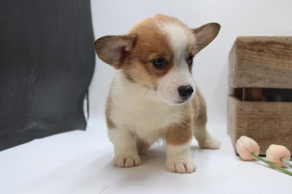 Pembroke Welsh Corgi (M) 1966 Image #2