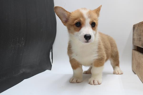 Pembroke Welsh Corgi (F) 5352 Image #2