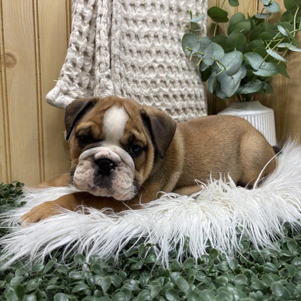 English Bulldog (M) 5367 Image #2