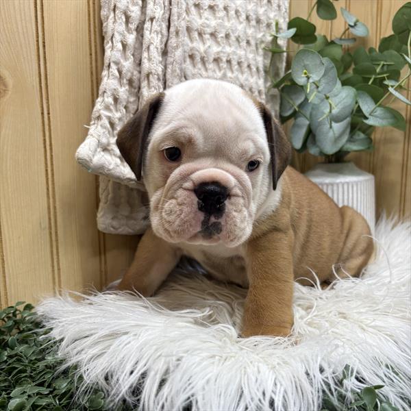 English Bulldog (M) 1972 Image #2