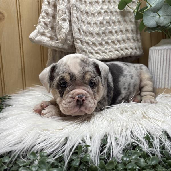 Victorian Bulldog (F) 1993 Image #2