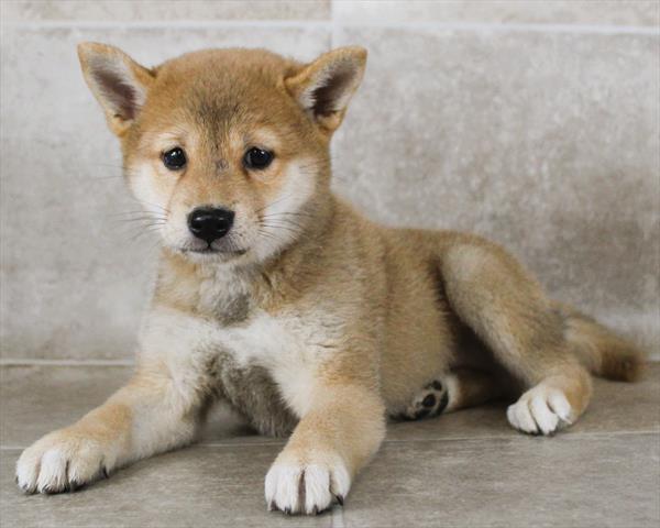 Shiba Inu (F) 1969 Image #2