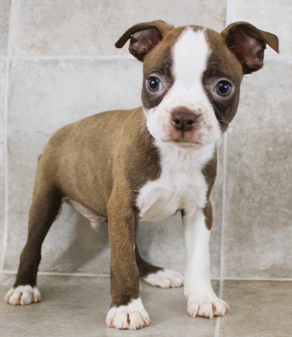 Boston Terrier (M) 1970 Image #2