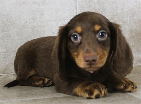 Dachshund (M-N) 5374 Image #2