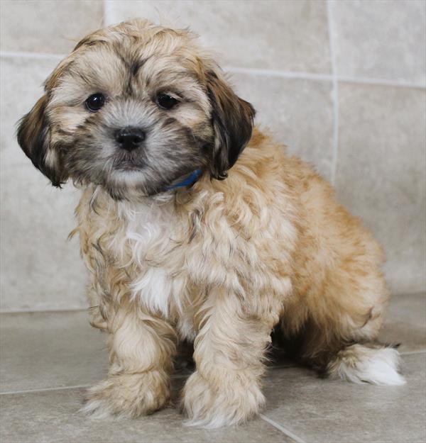 ShizaPoo (F) 1971 Image #2