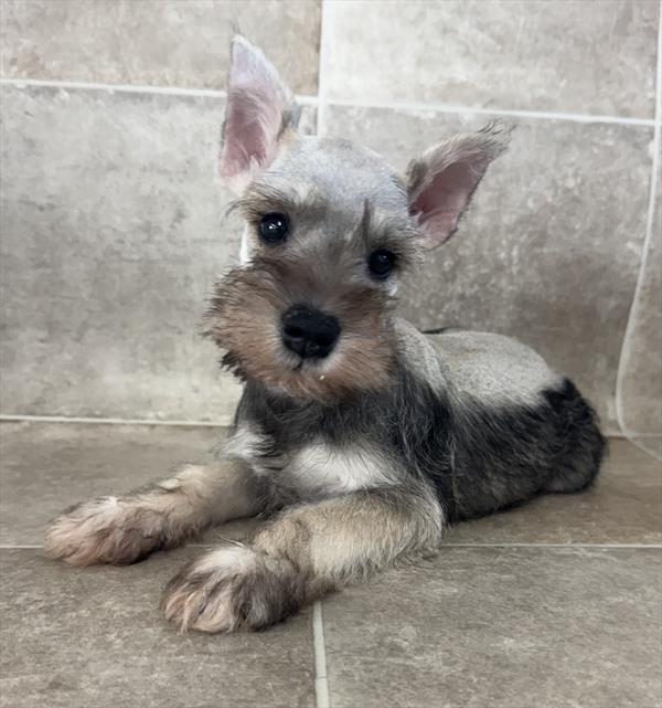 Miniature Schnauzer (M) 1987 Image #2