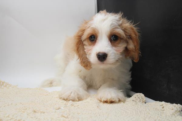 Cavachon (F) 5364 Image #2