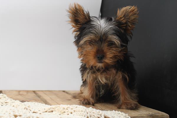 Yorkshire Terrier (M) 5373 Image #2