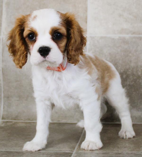Cavalier King Charles Spaniel (M) 1989 Image #2