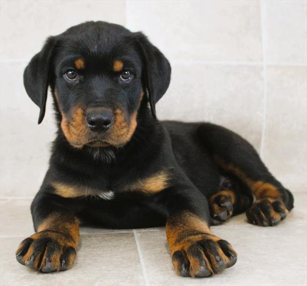 Rottweiler (M) 5387 Image #2